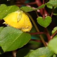 Impatiens repens Moon ex Wight